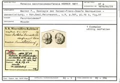 Karteikarte zum Holotyp von Rotalia berchtoldsdorfensis Karrer, 1877